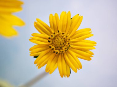 Yakın plan sarı papatya (Sphagneticola trilobata) çiçeği parlak arkaplan, makro resim, tatlı renk, kart tasarımı için klasik tarz