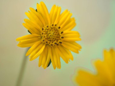 Yakın plan sarı papatya (Sphagneticola trilobata) çiçeği parlak arkaplan, makro resim, tatlı renk, kart tasarımı için klasik tarz