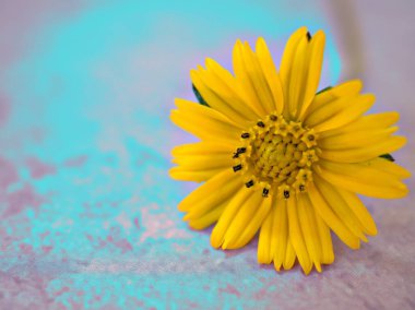 Closeup yellow daisy (Sphagneticola trilobata) flower with light blue bright  background, macro image, sweet color ,vintage style for card design