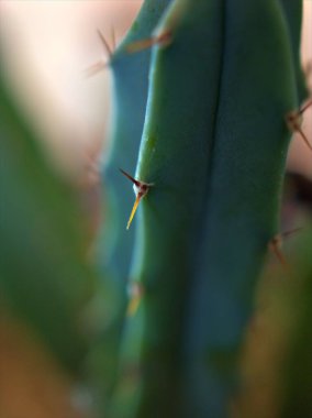 Yakın plan yeşil kaktüs, arka plan için bulanık, makro görüntülü sulu çöl bitkisi, bulanık ve parlak, yumuşak odak, kart tasarımı için tatlı renk