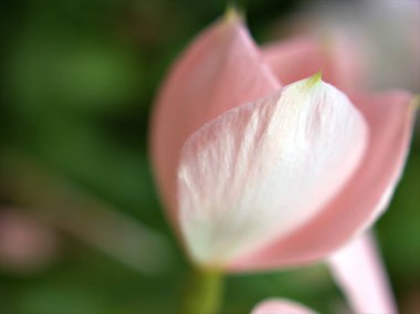 Bahçede Periwinkle madagaskar çiçeğinin yakın pembe taç yaprakları, yumuşak odak, arka plan için bulanık fotoğraf, makro görüntü, kart tasarımı için tatlı renk