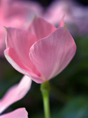 Bahçedeki pembe, mor menekşe çiçeğinin yaprakları bulanık arka plan, makro görüntü, yumuşak odak, tatlı renk