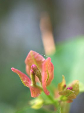 Bahçedeki pembe bougainvillea çiçeği yeşil bulanık arka plan, makro görüntü, tatlı renk, yumuşak odak