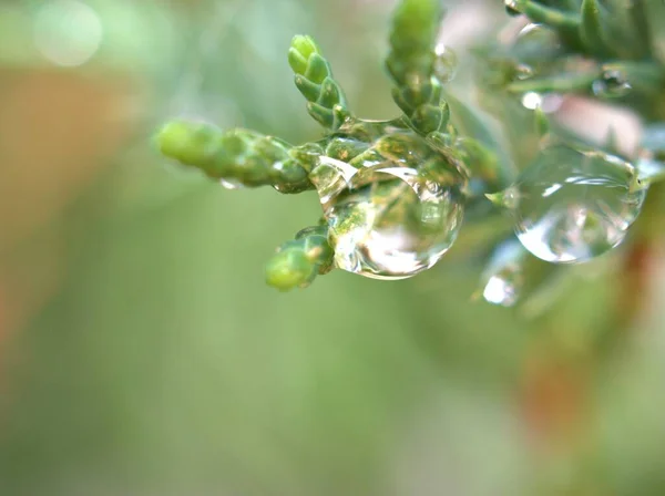 Närbild Blanka Droppar Vatten Dagg Grön Växt Med Suddig Bakgrund — Stockfoto