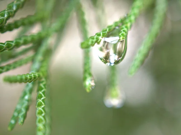 背景がぼやけて緑の植物に水 の光沢のある滴を閉じ ソフトフォーカス マクロ画像 明るい壁紙 松の葉の滴 カードデザインのための自然葉 — ストック写真