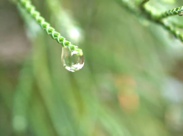 背景がぼやけて緑の植物に水 の光沢のある滴を閉じ ソフトフォーカス マクロ画像 明るい壁紙 松の葉の滴 カードデザインのための自然葉 — ストック写真