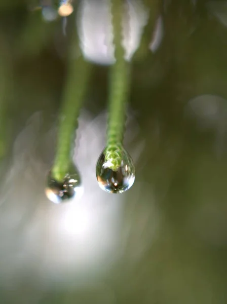 背景がぼやけて緑の植物に水 の光沢のある滴を閉じ ソフトフォーカス マクロ画像 明るい壁紙 松の葉の滴 カードデザインのための自然葉 — ストック写真