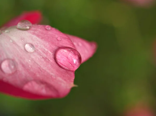 Closeup Water Drops Droplets Pink Petals Desert Rose Flower Garden — Stock Photo, Image