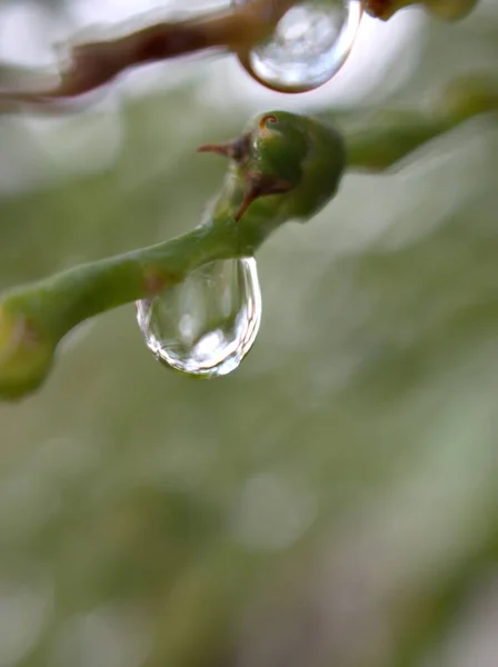 Gros Plan Gouttes Eau Sur Plante Verte Avec Fond Flou — Photo