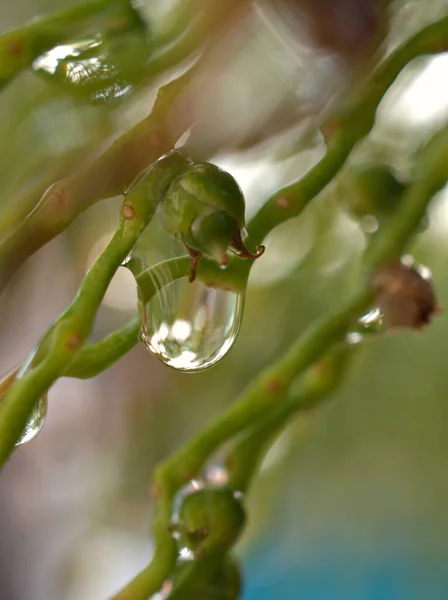 Closeup Drops Water Green Plant Blurred Background Soft Focus Macro — Stock Photo, Image