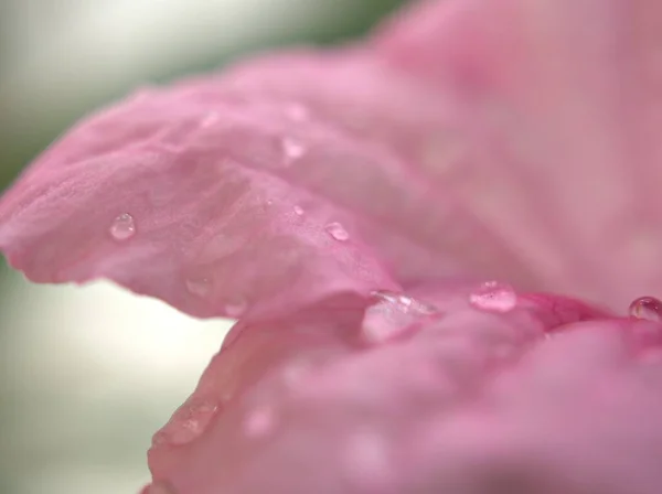 Closeup Pink Petals Ruellia Toberosa Wild Petunia Flower Water Drops — Stock Photo, Image