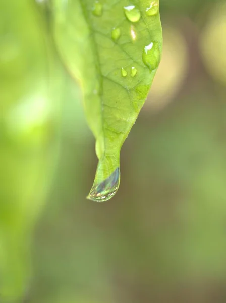 Detailní Zelený List Kapkami Vody Rozmazaným Měkkým Ostřením Makro Obrazem — Stock fotografie