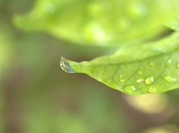 Närbild Grönt Löv Med Droppar Vatten Med Suddig Och Mjuk — Stockfoto