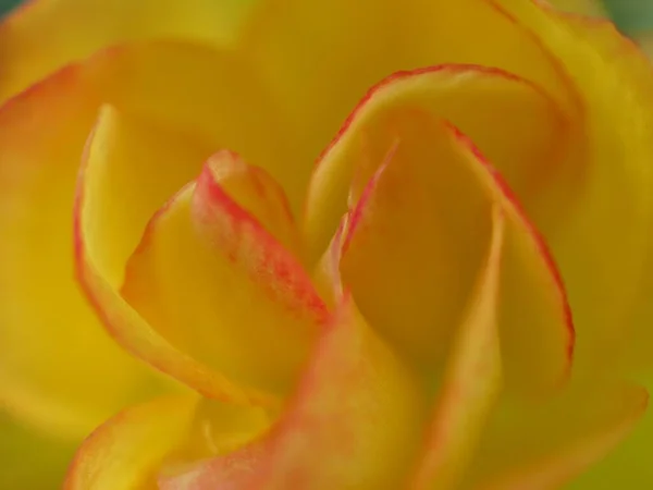 Närbild Gula Kronblad Begonia Blomma Suddig Bild Med Mjukt Fokus — Stockfoto