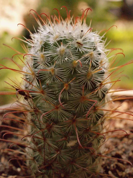 Closeup Makro Kaktusz Mammillaria Bombycina Sivatagi Növény Vízcseppek Zöld Homályos — Stock Fotó
