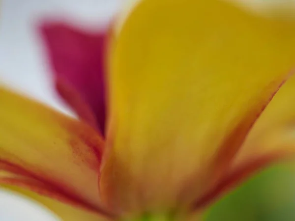 Gros Plan Pétales Jaunes Roses Fleur Orchidée Avec Foyer Flou — Photo