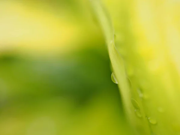 Nahaufnahme Verschwommenes Grünes Blatt Mit Verschwommenem Hintergrund Weicher Fokus Makrobild — Stockfoto