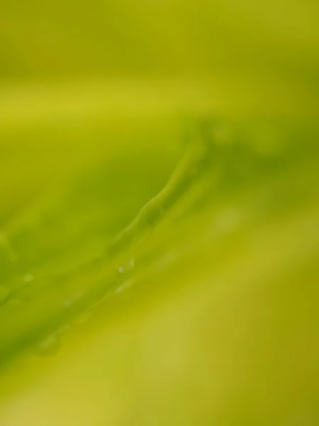 Szekrény Elmosódott Zöld Levél Elmosódott Háttér Puha Fókusz Makró Kép — Stock Fotó