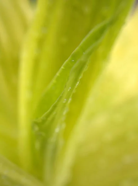 Closeup Folha Verde Borrada Com Fundo Borrado Foco Suave Imagem — Fotografia de Stock