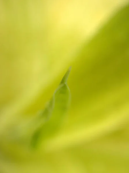 Gros Plan Feuille Verte Floue Avec Fond Flou Mise Point — Photo