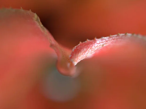 Крупный План Макро Лист Растения Мягким Фокусом Красного Листа Абстрактный — стоковое фото