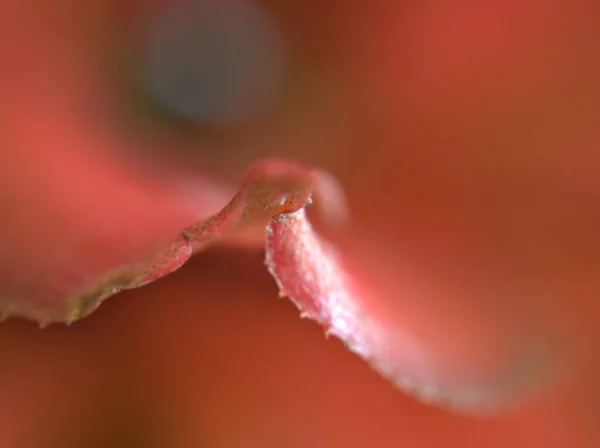 Zbliżenie Makro Liść Rośliny Miękkim Fokusem Czerwonego Liścia Abstrakcyjne Tło — Zdjęcie stockowe
