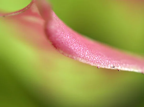 Closeup Folha Rosa Planta Com Foco Suave Imagem Macro Fundo — Fotografia de Stock