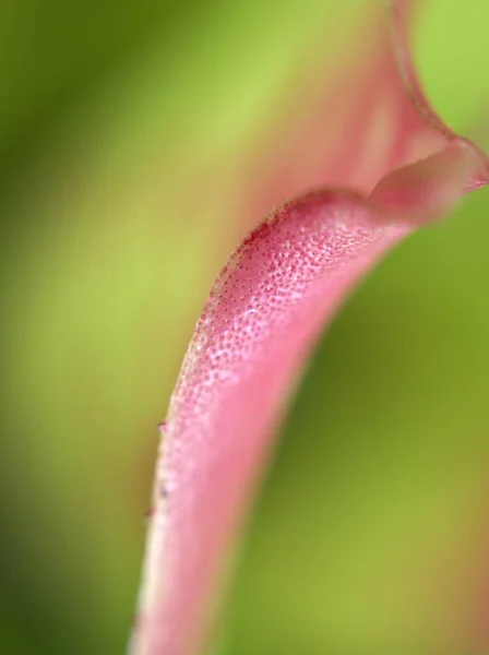 Nahaufnahme Rosa Blatt Der Pflanze Mit Weichem Fokus Makrobild Und — Stockfoto