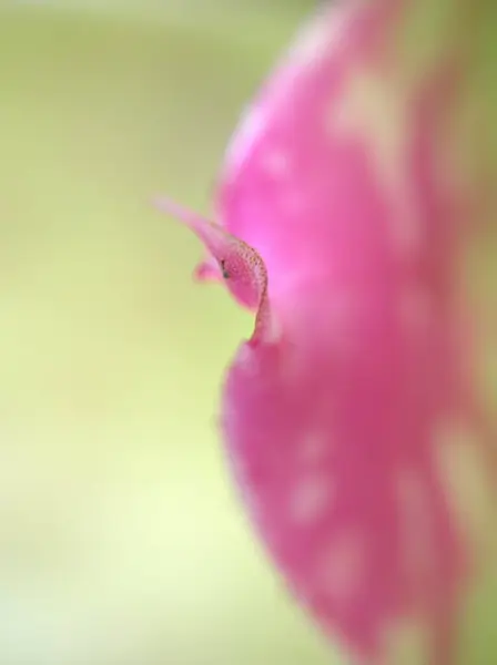 Gros Plan Feuille Rose Plante Avec Foyer Doux Macro Image — Photo