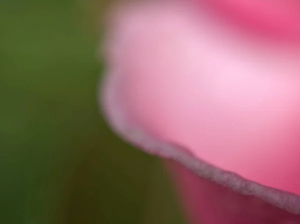 Gros Plan Pétales Roses Fleur Rose Désert Avec Foyer Doux — Photo