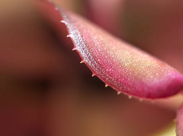 Folha Macro Close Planta Com Foco Suave Folha Vermelha Fundo — Fotografia de Stock