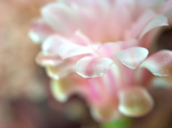 Gros Plan Blanc Pétales Roses Plante Fleur Cactus Désert Succulent — Photo