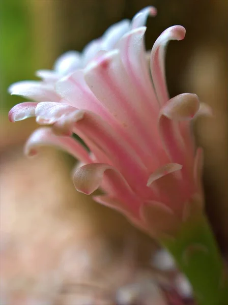 Kapalı Beyaz Kaktüs Çiçeğinin Pembe Yaprakları Yumuşak Odaklı Çöl Sulu — Stok fotoğraf