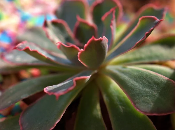 Bahçeye yakın yeşil sulu bitki, bulanık arkaplan, makro resim, bulanık fotoğraf ve yumuşak odak, kart tasarımı için tatlı renk