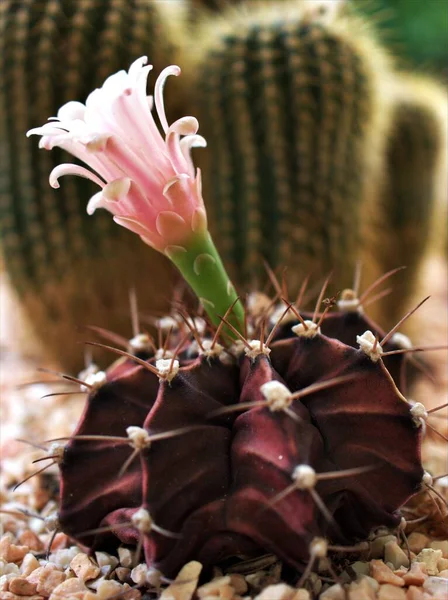 Closeup Green Cactus Succulent Desert Plant Blurred Macro Image Background — Stock Photo, Image