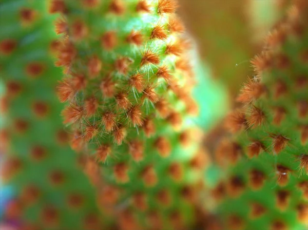 Closeup Cacto Verde Suculenta Planta Deserto Com Borrado Imagem Macro — Fotografia de Stock