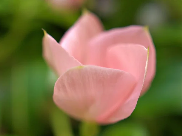매크로 이미지 부드러운 색깔로 분홍색 보라색 인형의 꽃잎이 정원에 — 스톡 사진
