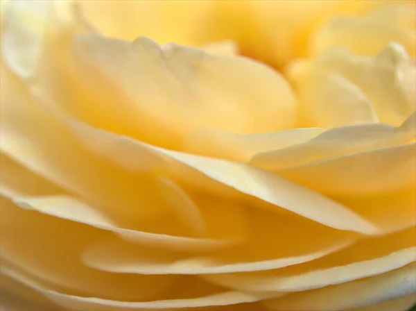 Nahaufnahme Gelbe Blütenblätter Der Rosenblüte Weicher Fokus Verschwommenes Foto Makrobild — Stockfoto