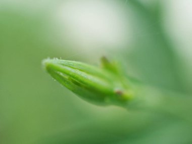 Yakın çekim tomurcuk çiçeği yeşil bulanık arka plan, yeşil yaprak ve bulanık doğa, makro görüntü, yumuşak odaklanma 