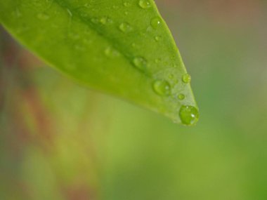 Yakınlaştırılmış su, arka planda bulanık yeşil yaprağa damlalar, bulanık ve yumuşak odaklı yapraklara damlacıklar, makro görüntü, çiy damlaları.