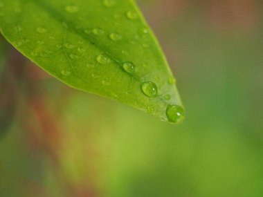 Yakınlaştırılmış su, arka planda bulanık yeşil yaprağa damlalar, bulanık ve yumuşak odaklı yapraklara damlacıklar, makro görüntü, çiy damlaları.