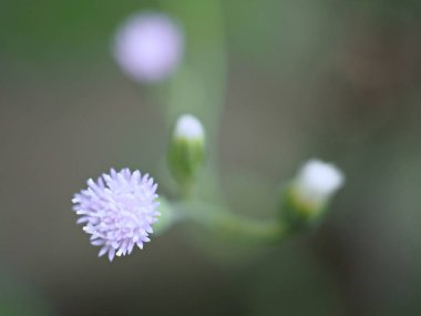 Bahçede yeşil bulanık arkaplan, makro görüntü, tatlı renk, yumuşak odak