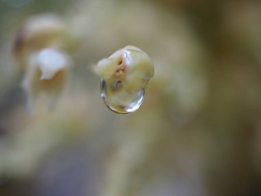 Bahçedeki bahçeye yakın su damlası bulanık arka planda, yeşil yapraktaki damlacıklar, makro görüntü, kuru bitki üzerindeki çiy.