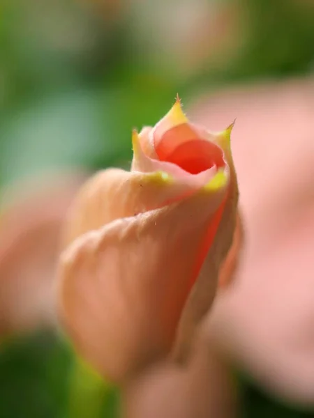 Närbild Rosa Knopp Blomma Periwinkle Madagascar Trädgården Med Grön Suddig — Stockfoto