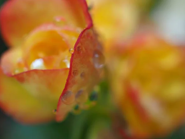 Närbild Gula Kronblad Begonia Blomma Med Vattendroppar Och Suddig Bakgrund — Stockfoto