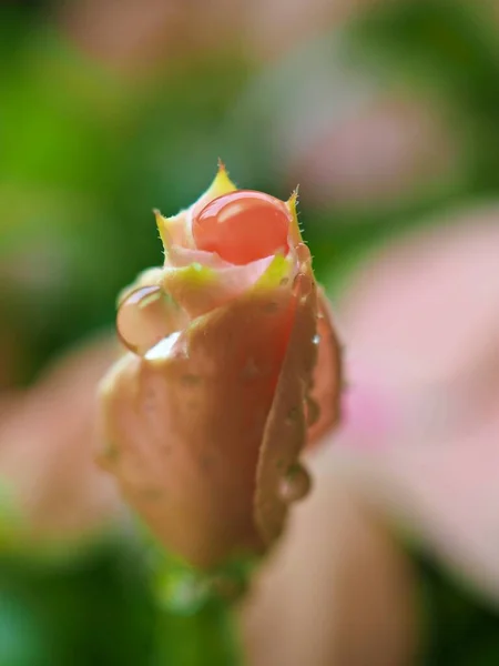 Closeup Pink Bud Flower Periwinkle Madagascar Garden Green Blurred Background — Stock Photo, Image