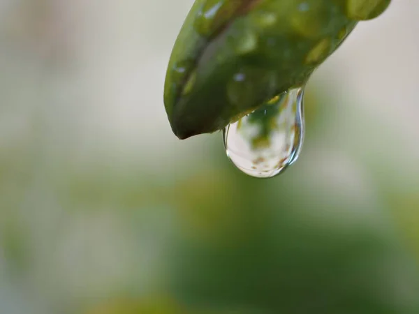 背景がぼやけている緑の植物に水が落ち マクロ画像 柔らかい焦点 葉の露 — ストック写真