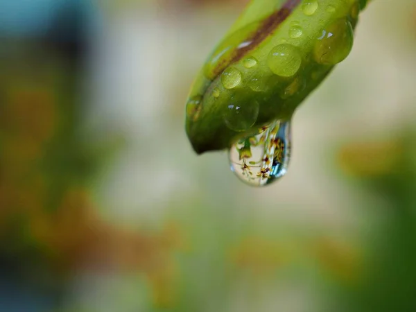 Closeup Gotas Água Planta Verde Com Fundo Borrado Imagem Macro — Fotografia de Stock