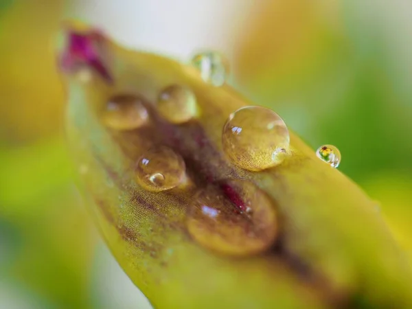 Közelkép Vízcseppek Zöld Növény Homályos Háttér Makro Kép Puha Fókusz — Stock Fotó