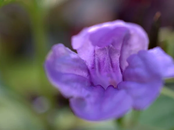 Närbild Lila Violett Ruellia Toberosa Vilda Petunia Blomma Trädgården Med — Stockfoto